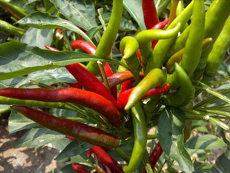 朝天椒-天龍F1