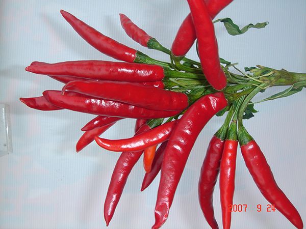 天宇5號(hào)新改良