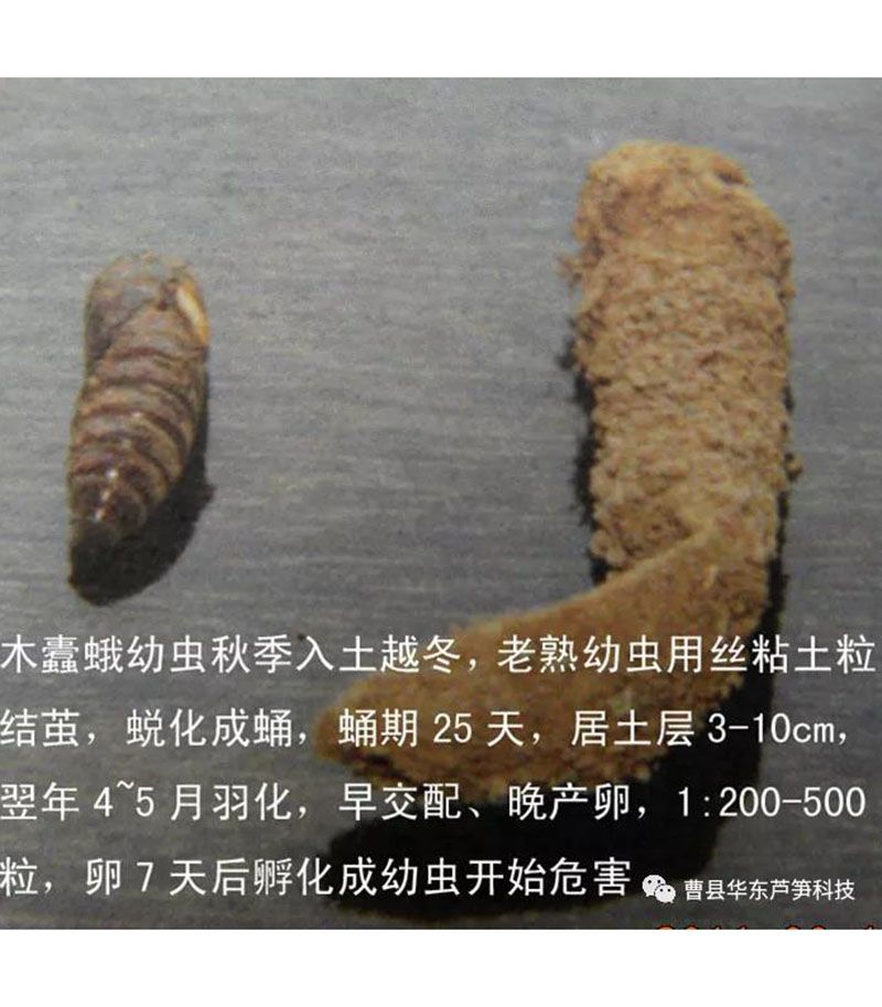 2020跟我學(xué)種蘆筍-17:3~5~7月蘆筍布袋蟲的防治