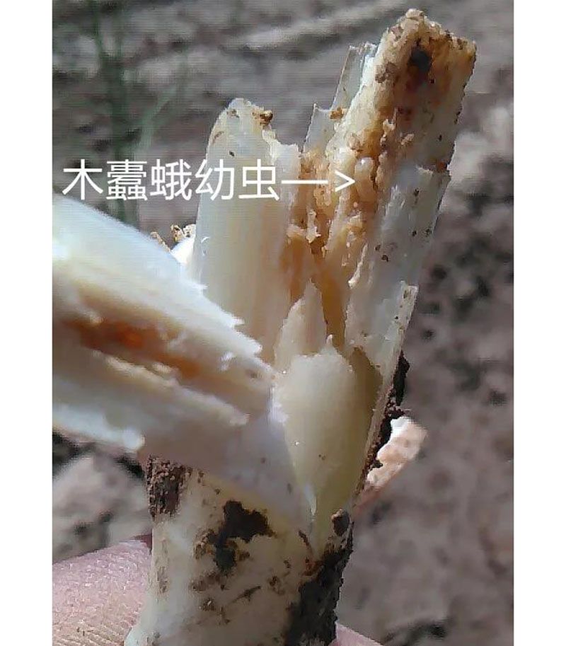 2020跟我學(xué)種蘆筍-17:3~5~7月蘆筍布袋蟲的防治