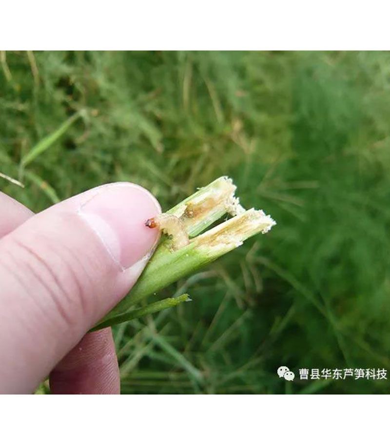 2020跟我學(xué)種蘆筍-17:3~5~7月蘆筍布袋蟲的防治